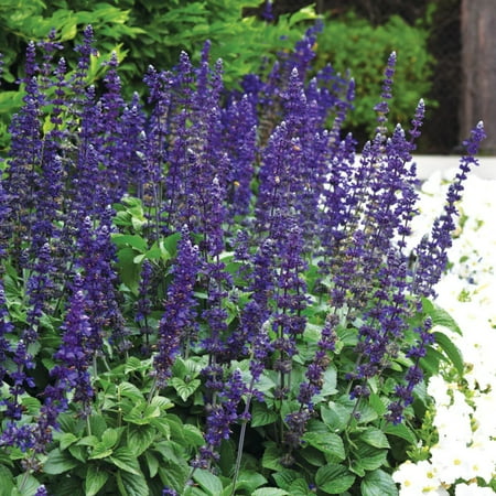 Salvia Big Blue Seed