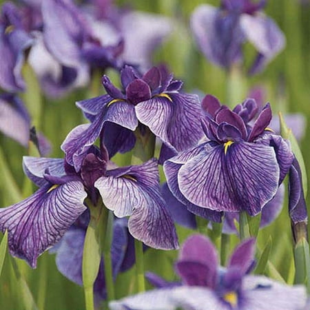 Bloomsz Marginal Bog Water Plant Iris Ensata Blue, Root / Flower Bulb