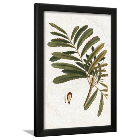 Small Seasonal Foliage II Framed Print Wall Art By Vision Studio