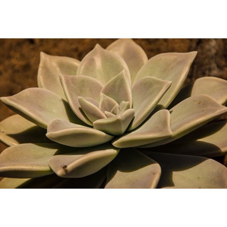 Canvas Print Circle Green Rosette Pattern Succulent Grey Stretched Canvas 10 X 14