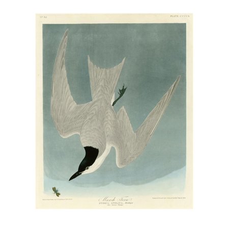 Marsh Tern Print Wall Art By John James Audubon