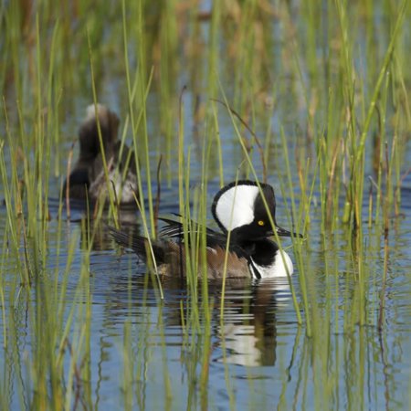 Pair of Hooded Mergansers,Viera Wetlands, Florida, Usa Print Wall Art By Maresa Pryor