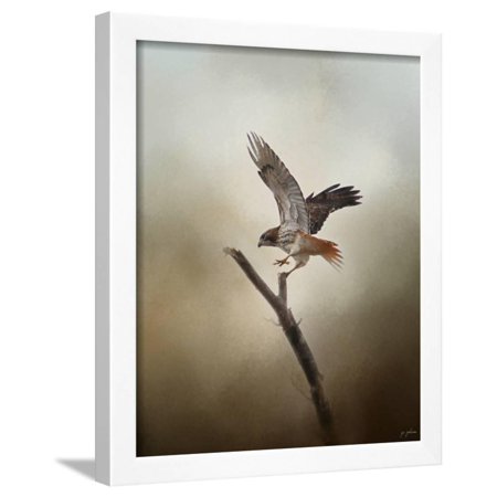 Dance of the Redtail Framed Print Wall Art By Jai Johnson
