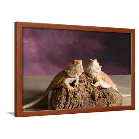 Close-up of two Bearded dragon on rock Framed Print Wall Art