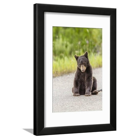 Glacier National Park, the Loser of Bear-Truck Collision on the Camas Road Framed Print Wall Art By Michael Qualls