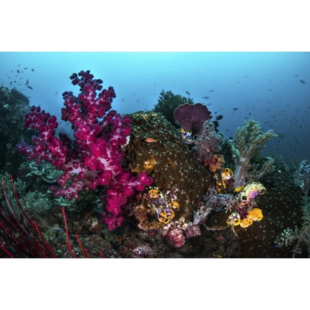 Soft and hard coral on a reef Raja Ampat Indonesia Poster Print by Brook PetersonStocktrek Images