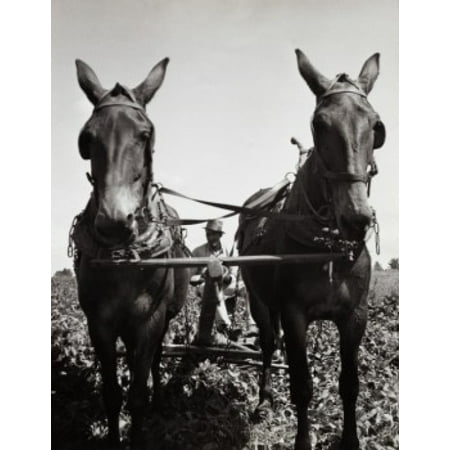 Horses plowing a field Poster Print