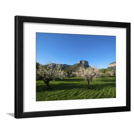 Almond Blossom, Serra De Tramuntana Auf Majorca, Balearics, Spain Framed Print Wall Art By Katja Kreder