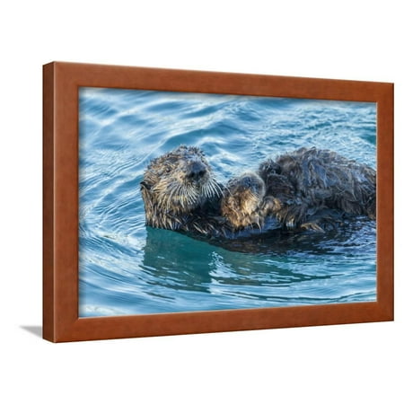 California, Morro Bay. Sea Otter Parent and Pup Framed Print Wall Art By Jaynes Gallery