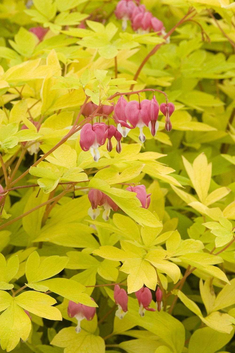 Dicentra Spring Gold