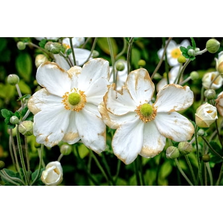 Canvas Print Fall Anemone Anemone Anemone Hupehensis Blossom Stretched Canvas 10 X 14