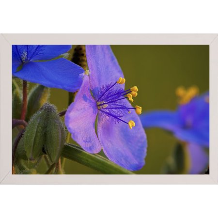 Buffalo River_2043-GORSEM124665 Print 16.25"x24.5" by Gordon Semmens in a Affordable White Medium