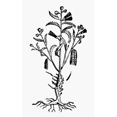 New Spain Beans 1651 Nwoodcut From An Edition Of Nova Plantarum Animalium Mexicanorum Historia By Francisco Hernandez (1514-1587) Published In Rome 1651 The Book Describes The Flora And Fauna Of Mexic