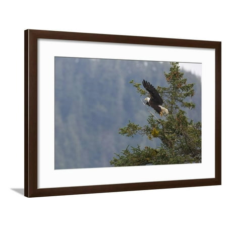 Bald eagle (Haliaeetus leucocephalus), Chugach National Forest, Alaska, United States of America, N Framed Print Wall Art By Ashley Morgan