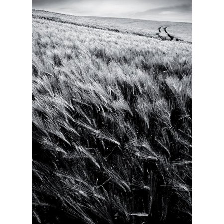 Dans Le Sens Des Epis Poster Print by Pascal de Lattre