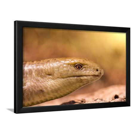 Snake Closeup Lying on the Sand under the Scorching Sun Framed Print Wall Art By d2niKk