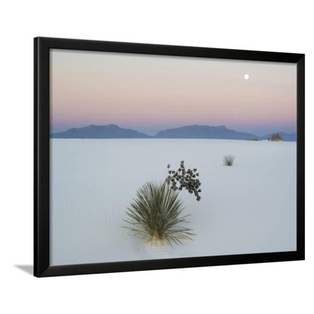 Soaptree Yucca (Yucca Elata) in Dawn Light at Sand Dune Framed Print Wall Art By Green Light Collection