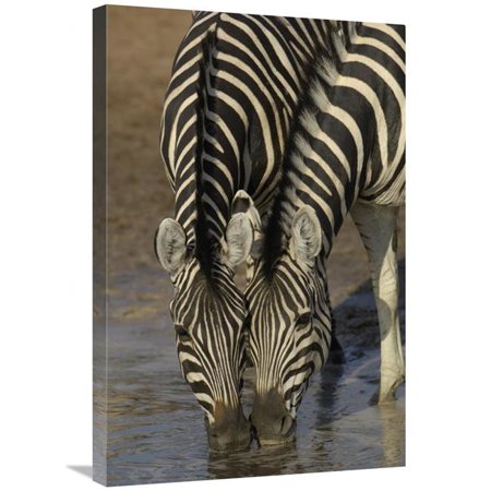 20 x 30 in. Burchells Zebra Pair Drinking From Waterhole, Africa Art Print - Pete Oxford