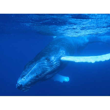 Humpback Whale Print Wall Art By DLILLC