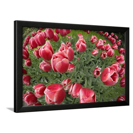 Tulips Framed Print Wall Art By Jon Hicks