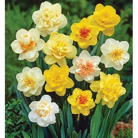 Daffodil Bulbs for Sale Narcissus Bulbs for planting Beautify Germinate Easily Cut Flowers Garden Decoration Suitable for gardeners
Daffodil Bulbs for Sale Narcissus Bulbs for planting Beautify Germinate Easily Cut Flowers Garden Decoration Suitable for gardeners