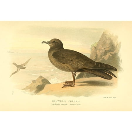 Birds of the British Islands 1885 Petrel Bulwers Stretched Canvas - Archibald Thorburn (24 x 36)