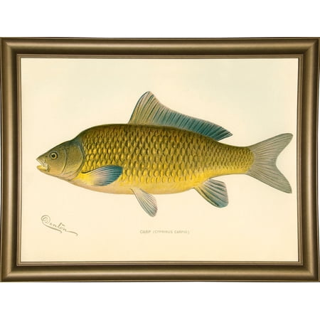 Carp-PRIPUB130832 Print 17.25"x23.25" by Print Collection in a Bistro Gold