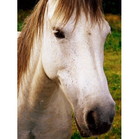 Portrait of Connemara Pony, Connemara, Ireland Print Wall Art By Richard Cummins