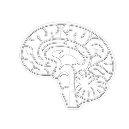 ZENTREE Organ Cookie Cutters Molds Brain Heart Biscuit Embossing Mould Fondant Mold
ZENTREE Organ Cookie Cutters Molds Brain Heart Biscuit Embossing Mould Fondant Mold