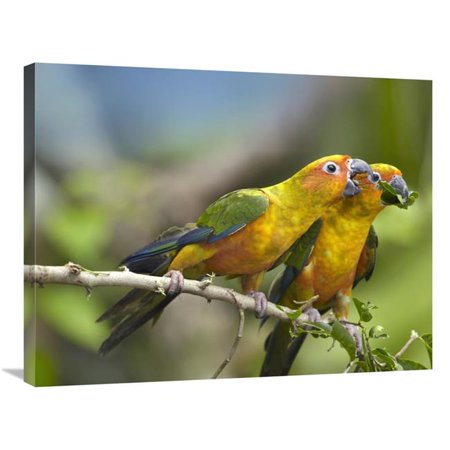 24 x 32 in. Sun Parakeet Pair Feeding on Leaves, Native to South America Art Print - Tim Fitzharris