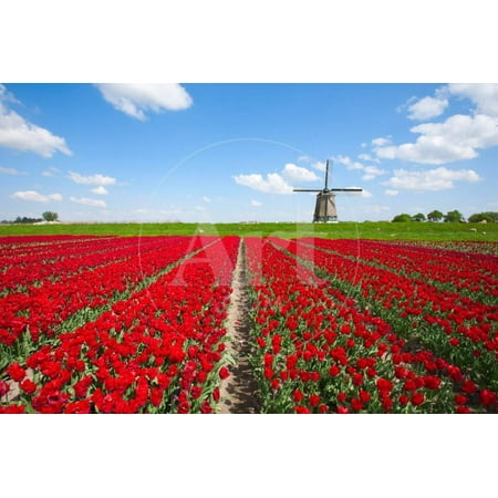 Tulips and Windmill Print Wall Art By ErikdeGraaf
