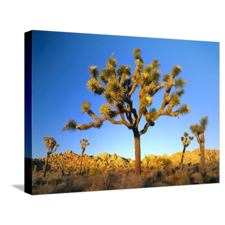 Joshua Tree (Yucca Brevifolia) at Sunset, Mojave Desert, Joshua Tree National Park, California, Usa Stretched Canvas Print Wall Art By Scott T^ Smith