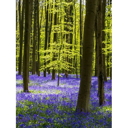 Spring in the Blue Forest Poster Print by Terry Eggers