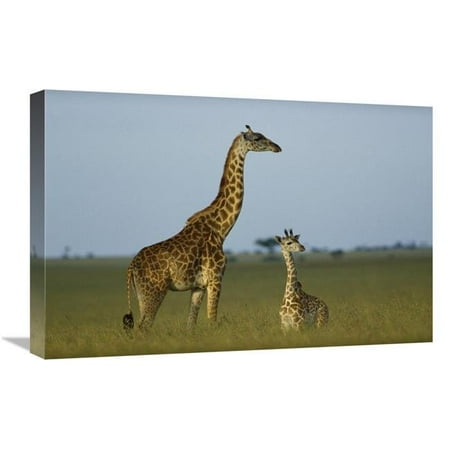 16 x 24 in. Giraffe Adult & Foal on Savanna, Kenya Art Print - Tim Fitzharris