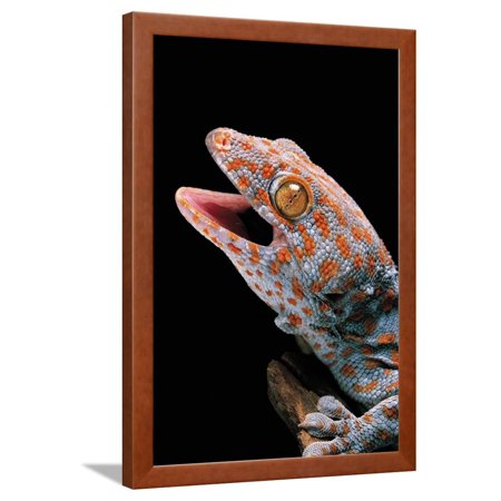 Gekko Gecko (Tokay Gecko) Framed Print Wall Art By Paul Starosta