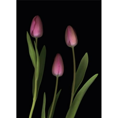 Posterazzi DPI1829423 Pink Tulips Poster Print by Deddeda, 12 x 17