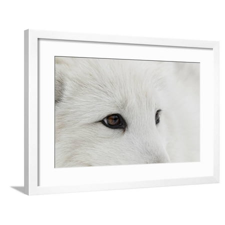 Arctic Fox in snow, Montana, Vulpes Fox. Framed Print Wall Art By Adam Jones