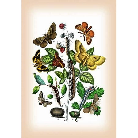 Moths: Eriogaster Rimicola, E. Catax, et al.-Fine Art Canvas Print (20" x 30")