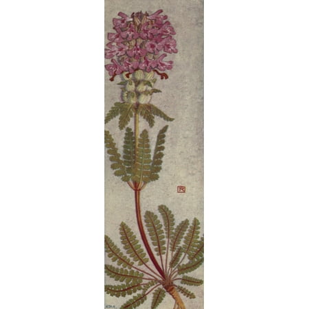 Alpine Flora 1911 Pedicularis Verticillata Canvas Art - Philippe Robert (24 x 36)