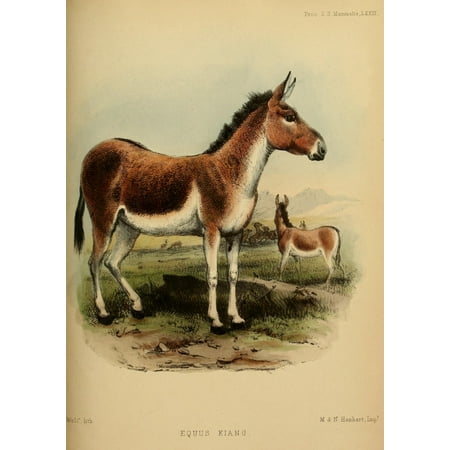Zoological Society 1850 Kiang Poster Print by J Wolf