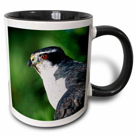 3dRose Goshawk Accipiter gentilis Native bird to US - NA02 DNO0146 - David Northcott - Two Tone Black Mug 11-ounce
3dRose Goshawk Accipiter gentilis Native bird to US - NA02 DNO0146 - David Northcott - Two Tone Black Mug 11-ounce