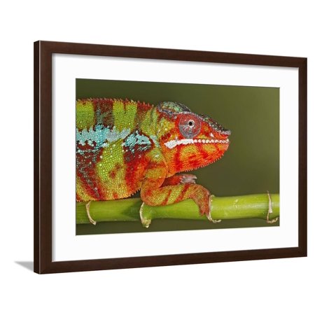 Panther Chameleon, native to Madagascar Framed Print Wall Art By Adam Jones
