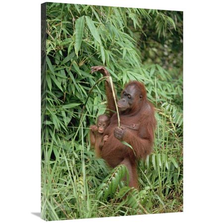 24 x 36 in. Orangutan Mother with Baby, Tanjung Puting National Park, Borneo Art Print - Konrad Wothe