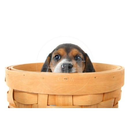 Beagle Puppy in A Basket Print Wall Art By soupstock