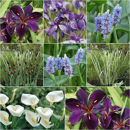 Bloomsz Marginal Bog Water Plant Collection, Root / Flower Bulb, 8pk
