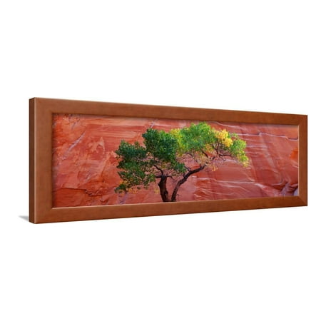 A Cottonwood Tree in Front of a Sandstone Wall, Escalante National Monument, Utah, USA Framed Print Wall Art
