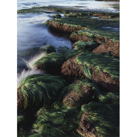 California, San Diego, Waves Crash on Eel Grass Covered Rocks Print Wall Art By Christopher Talbot Frank