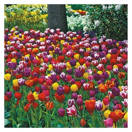 Bulbs for Fall Planting | Mixed Perennial Flower Bulbs | Zones 3-8 | Bulb Size 10/11cm | 100 Bulbs
Bulbs for Fall Planting | Mixed Perennial Flower Bulbs | Zones 3-8 | Bulb Size 10/11cm | 100 Bulbs