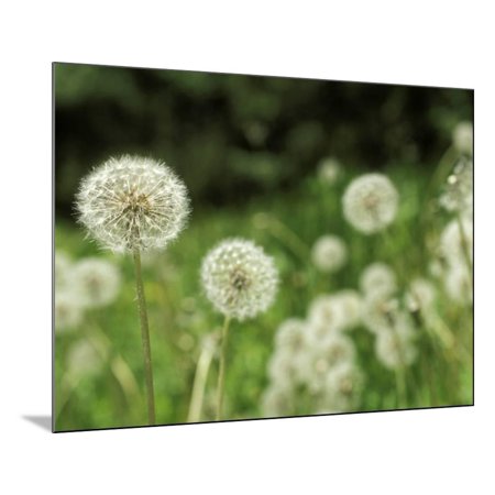 Dandelions, California, USA Wood Mounted Print Wall Art By Savanah Stewart