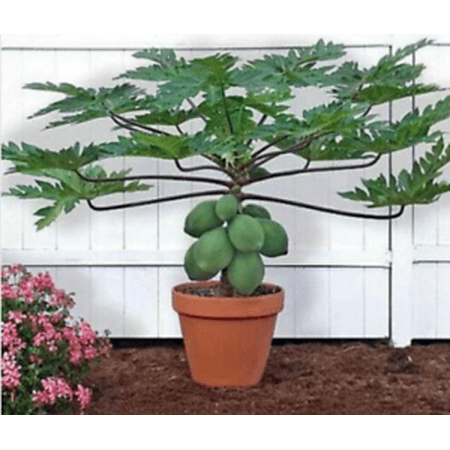 25 Waimanalo Papaya Seeds Bears Very Low To Ground USA Seller
